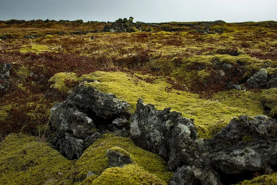 Лишайники Исландии. Шотландия лишайник. Iceland мох. Лишайник в Норвегии.