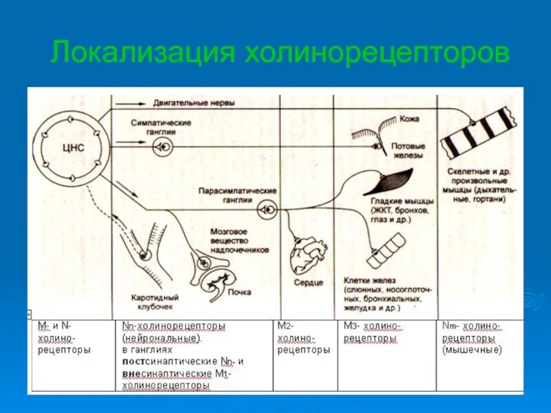 Локализация холинорецепторов. Локализация н-холинорецепторов. Локализация н-холинорецепторов фармакология. Локализация м-холинорецепторов. Локализация м и н холинорецепторов.