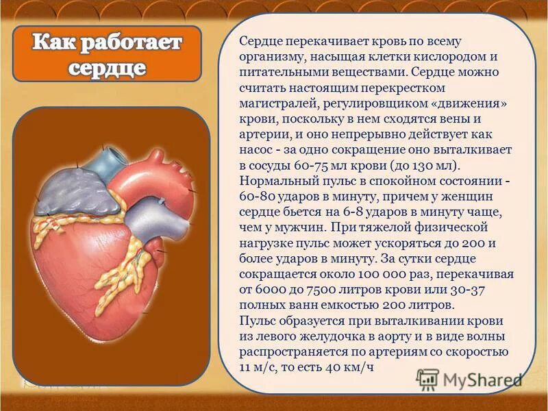 интересные факты о сердце человека. структура сердца человека схема. презентация на тему сердце. доклад на тему сердце. расположение сердца в грудной клетке у человека схема.