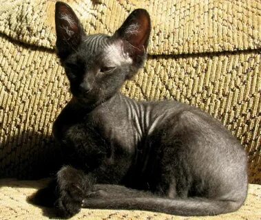 Котята сфинкс с шерстью