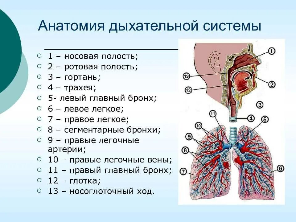 Анатомические структуры системы органов дыхания. Дыхательная система органов структура. «Органы дыхательной системы» органы строение функции. Строение дыхательных путей человека анатомия.