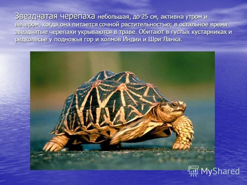 Черепаха какой класс. Черепаха какой класс