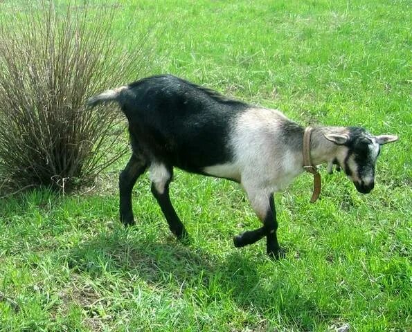 Коза 3 года. Альпийская коза вислоухая. Коза Дашка. Чехо Альпийская коза окрас.