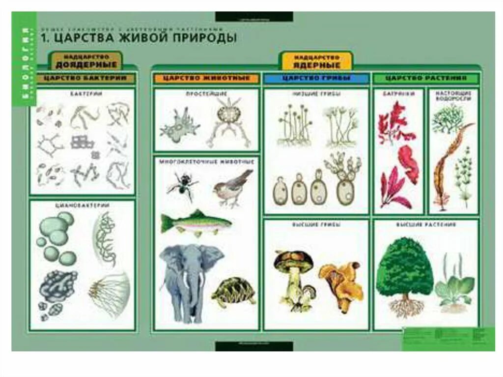 Представители разных царств живой природы. Царство живой природы таблица живое. Биология схема царства живой природы. Царство живой природы растения. Царства живой природы и их представители.