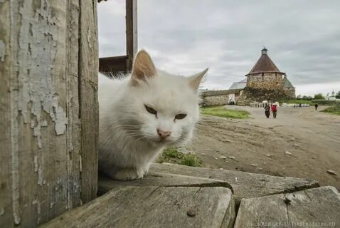 Кошки в архангельске