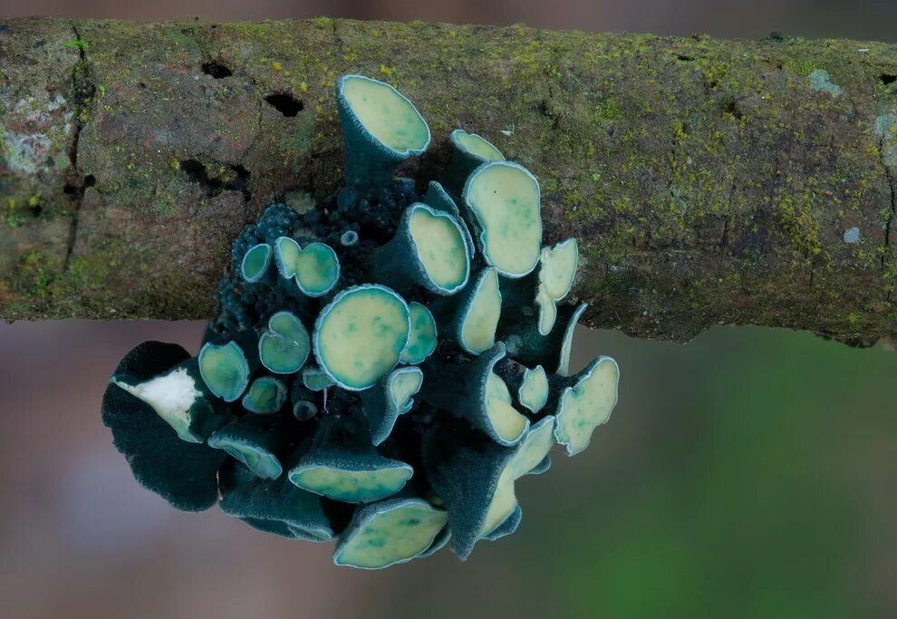 Экзотические грибы. Грибы leratiomyces SP.. Гипокреопсис лишайниковидный. Голубой гриб Лерациомицес. Thelephora caryophyllea.