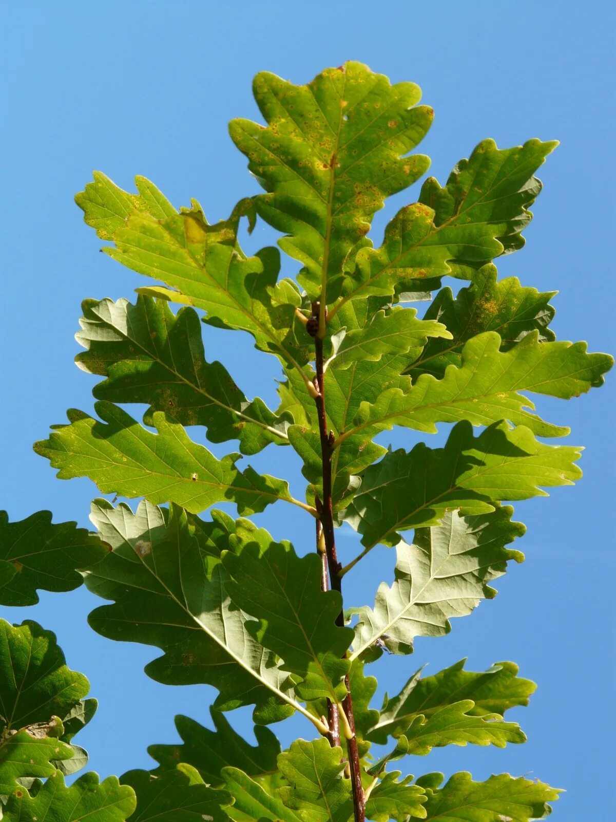 Дуб фото дерева и листьев File:Quercus frainetto  Wikipedia