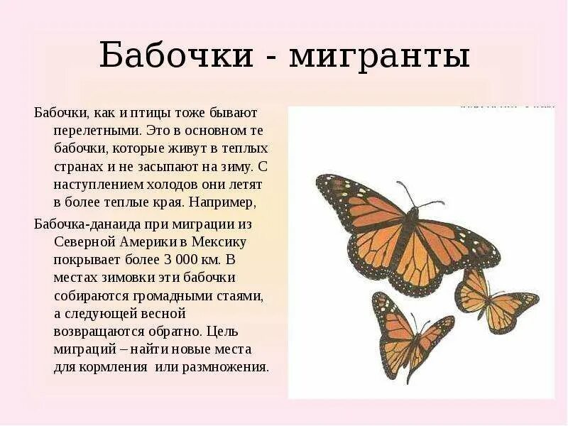 Бабочка значение символа. Где живут бабочки. сообщение на тему бабочки. бабочки описание где живут. бабочка которая улетает в теплые края.