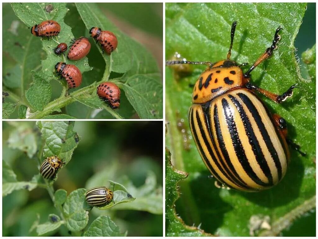 Колорадский жук жук. Колорадский жук вредитель картофеля. Жесткокрылые колорадский жук. Личинка колорадского жука. Личинка колорадского жука.