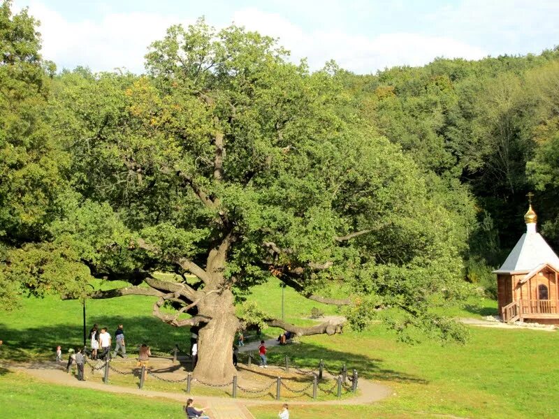 Дубовое белгородская область. Храм иконы божией матери спорительница хлебов краснодар. Посёлок дубовое белгородская область. Дубовое изумрудная. Парк дуба белгород.