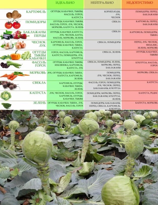 Можно ли сажать лук после капусты. После чего сажать капусту. После чего сажать капусту на следующий год. После чего посадить капусту. Что посадить после капусты.