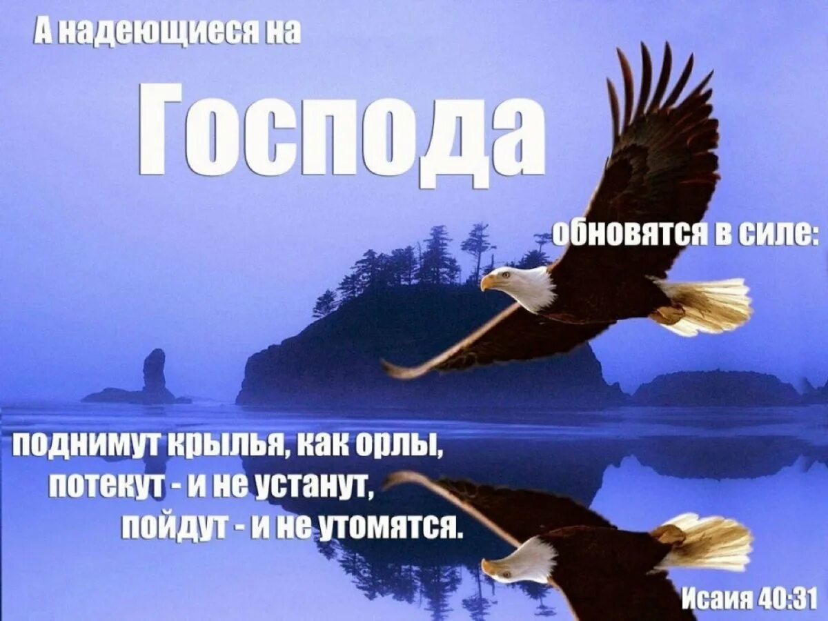 Стихотворение про орлов. Надеющиеся на господв аобновятся в Сиде. Надеющиеся на Господа обновятся в силе. А надеющиеся на Господа обновятся в силе поднимут Крылья. Надеющиеся на Господа.