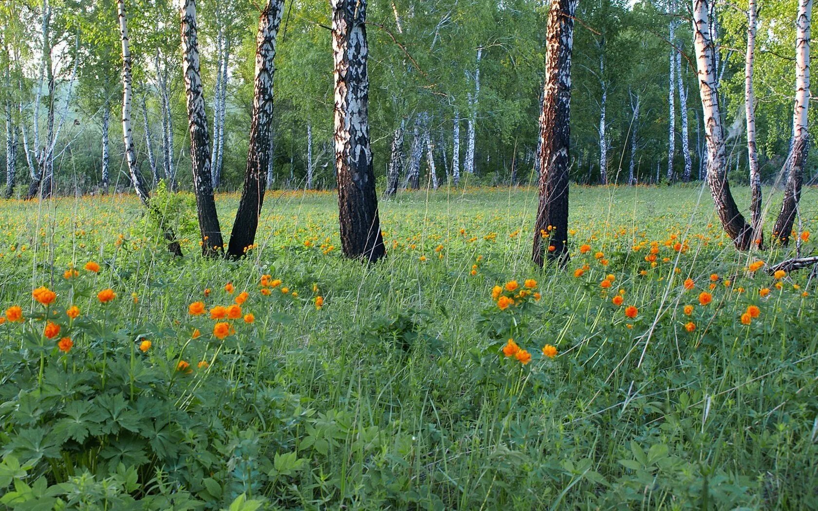 В березовой роще распустится первый. Поляна с березами. поляна с цветами и березами. полянка с цветами и березой. поляна в березовой роще.