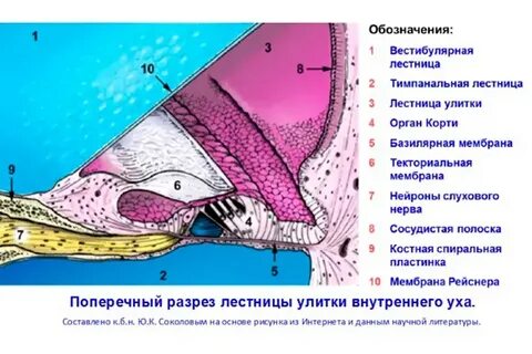 Внутренний разрез