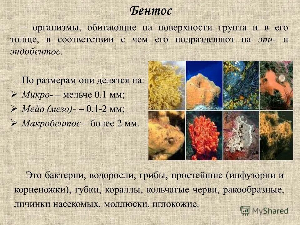 организменная (паразиты и симбионты). паразитизм бактерий примеры.