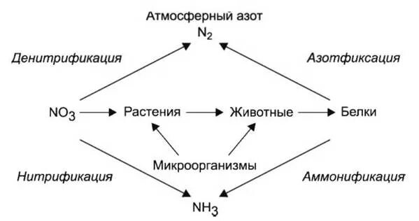 Круговорот азота в природе схема. Денитрификация круговорот азота. Схема фиксации молекулярного азота. Упрощенная схема биогеохимического цикла азота /.