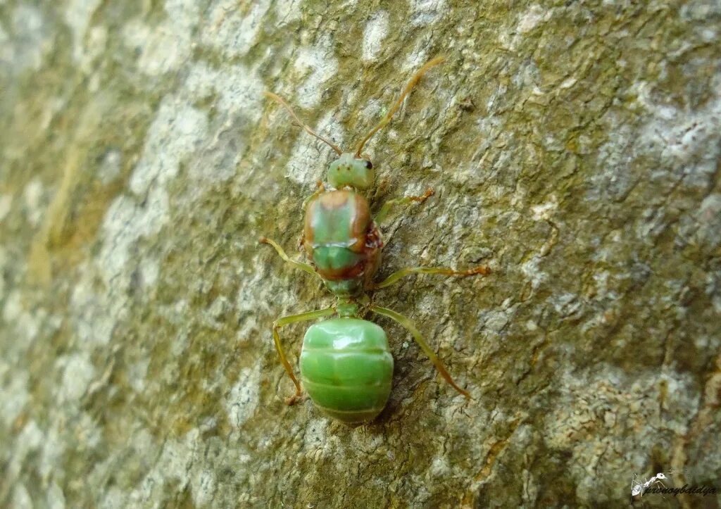 Сколько живут зеленые. ЭКОФИЛА Смарагдина муравей. Oecophylla smaragdina. Муравей Oecophylla smaragdina Королева. Азиатский муравей-портной матка.