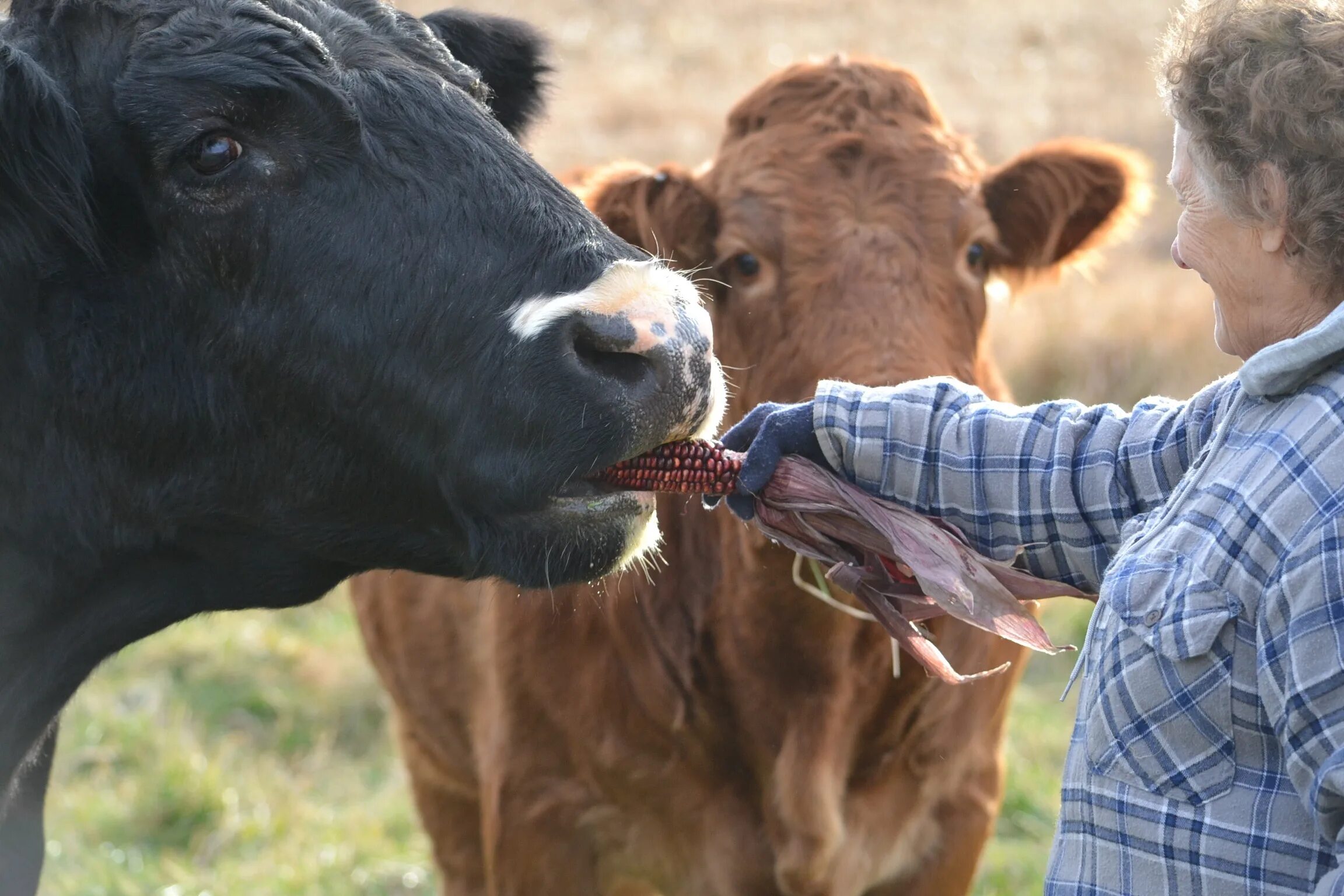 Cock feeding