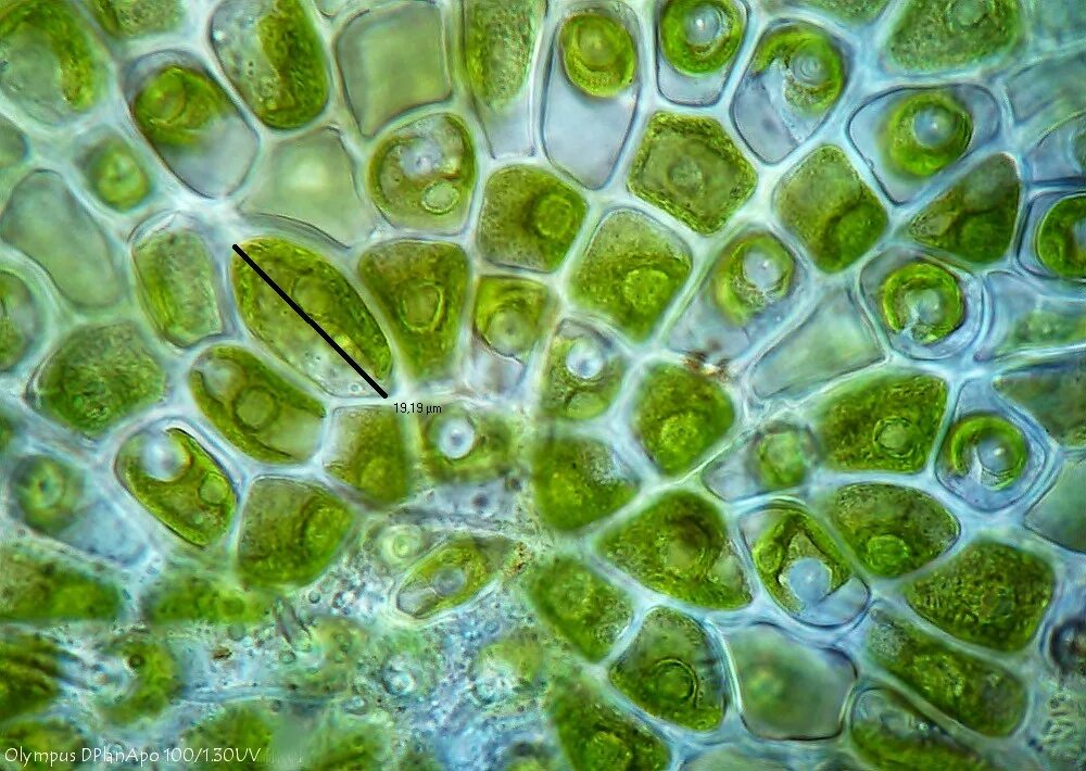 Coleochaete. зеленым водорослям относят. зеленым водорослям относят. многообразие водорослей таблица. вольвокс кладофора.