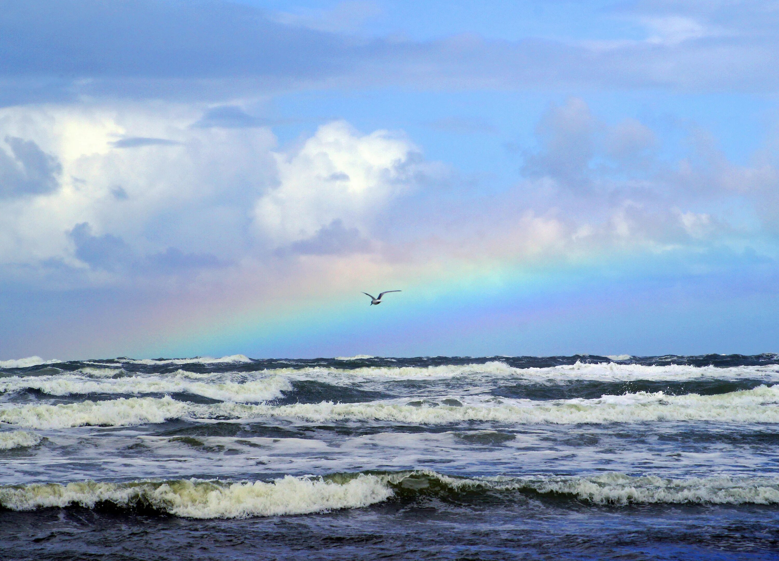 Волны и чайки над морем. Балтийское море шторм Радуга. Облака над морем. Радуга над морем. Чайки над морем.