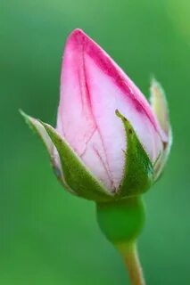 Rose but