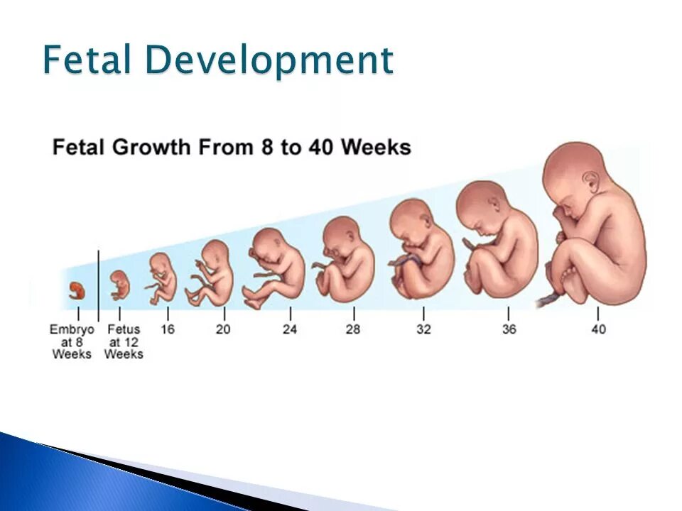 До скольки недель принимать. Формирование плода по неделям. Внутриутробное развитие ребенка. Развитие ребёнка по месяцам в утробе. Стадии развития плода по неделям.