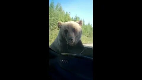 Хороший медведь видео