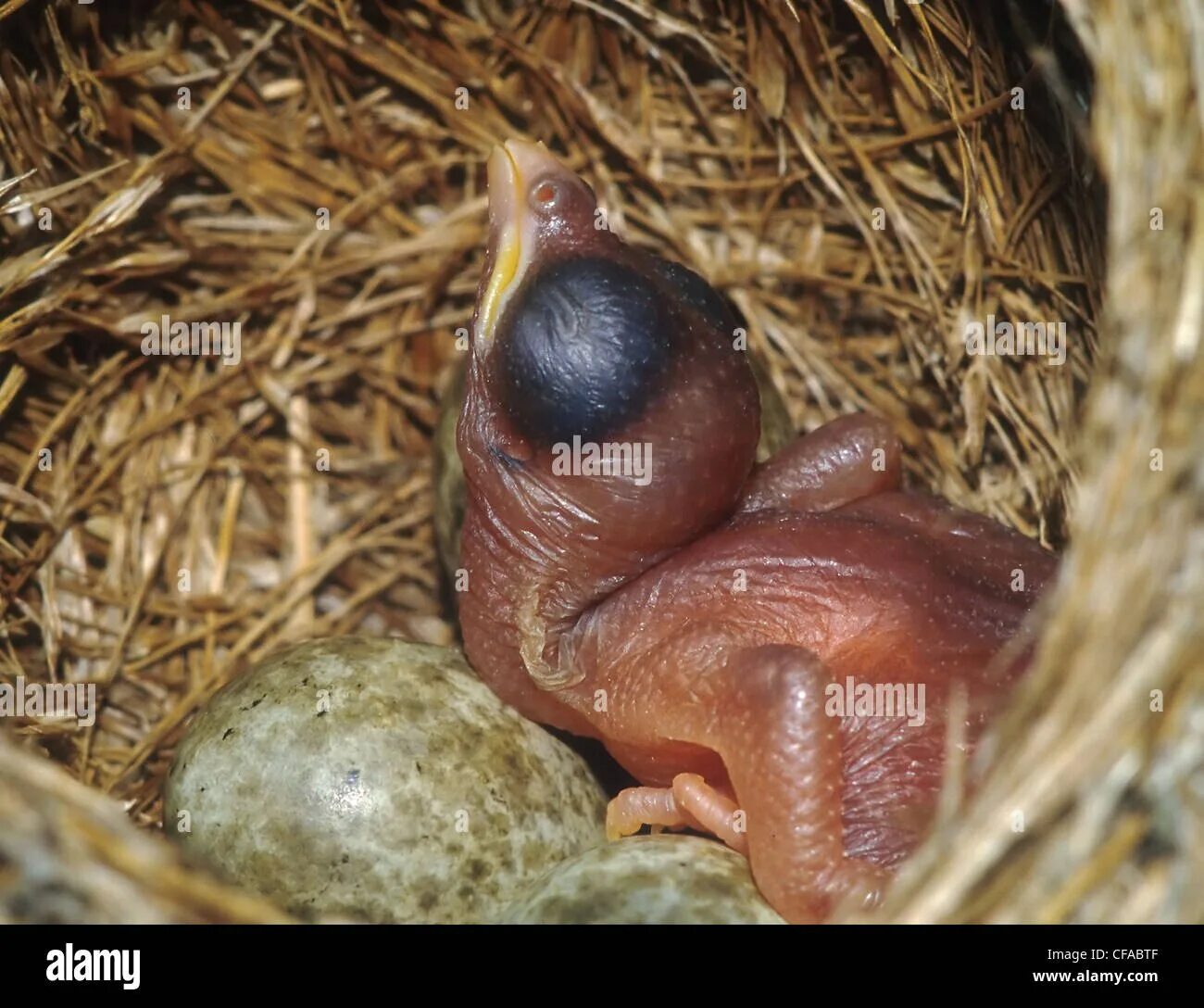 Яйца кукушки фото. Птенец кукушки. Кукушка и яйца птенцы. Кукушкино яйцо. Птенец кукушки новорожденный.