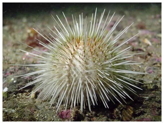Белый морской еж. Кактус морской еж. Белый морской еж. Черноморский морской еж. Красноиглый морской еж.