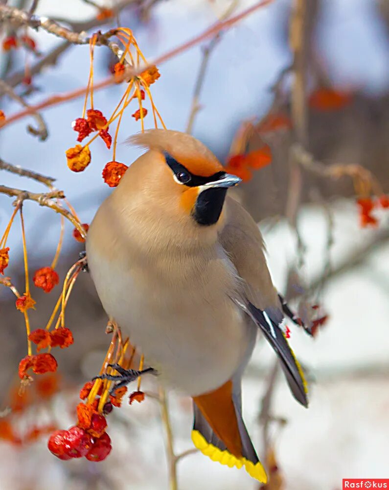 Как называется зимняя птица с хохолком. Свиристель сибирская. Свиристелка хохлатая. Как называется зимняя птица с хохолком. Как называется зимняя птица с хохолком.