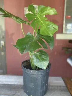Ask plants