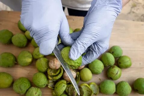 Чем оттереть руки от грецкого ореха