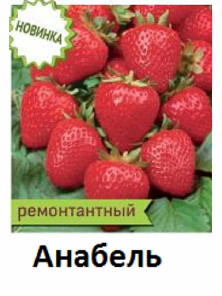 Anabelle Fragola Plantgest