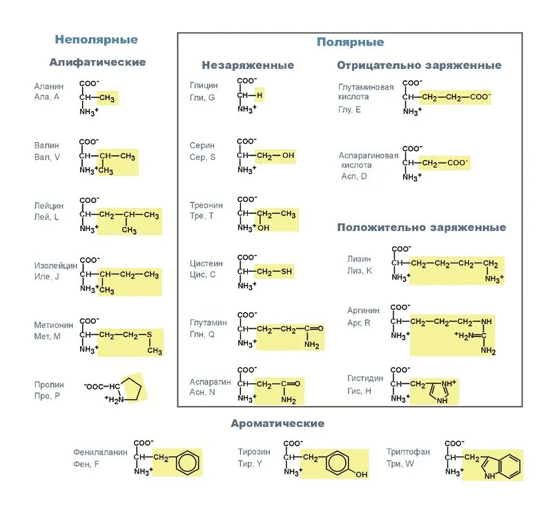 Классификация 20 аминокислот биохимия. Классификация белков. Классификация белковых аминокислот. Структурная классификация белков. Классификация аминокислот биохимия таблица.