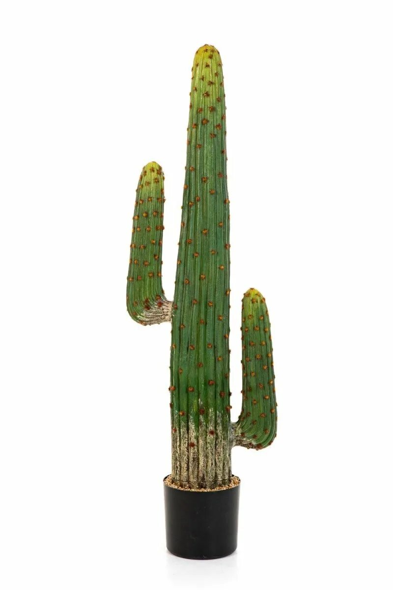 Mexican cactus. Мексиканский Кактус. Кактус мексиканец домашний. Мексиканский Кактус Тини. Краска Атури мексиканский Кактус.