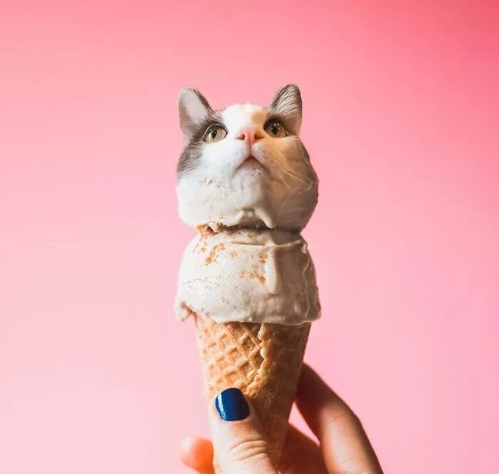 Котик мороженое. Котик с мороженым. Мороженое с кошечкой. Мороженое в виде кошечки. Коты мороженщик