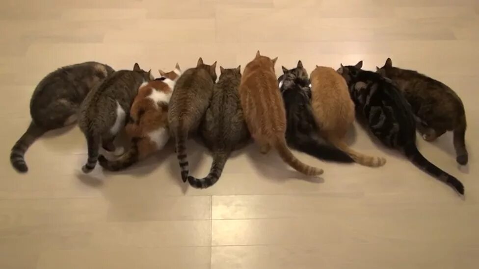 Коты 10 часов. Пять котов. Много котов. Десять котят. Кошачий коллектив.
