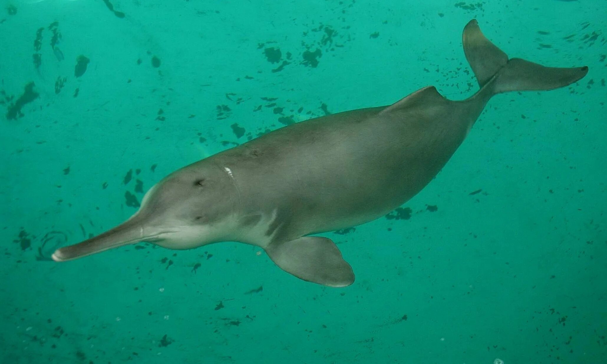 Amazon river dolphin The Amazon River Dolphin The Life of Animals Unicorn of the