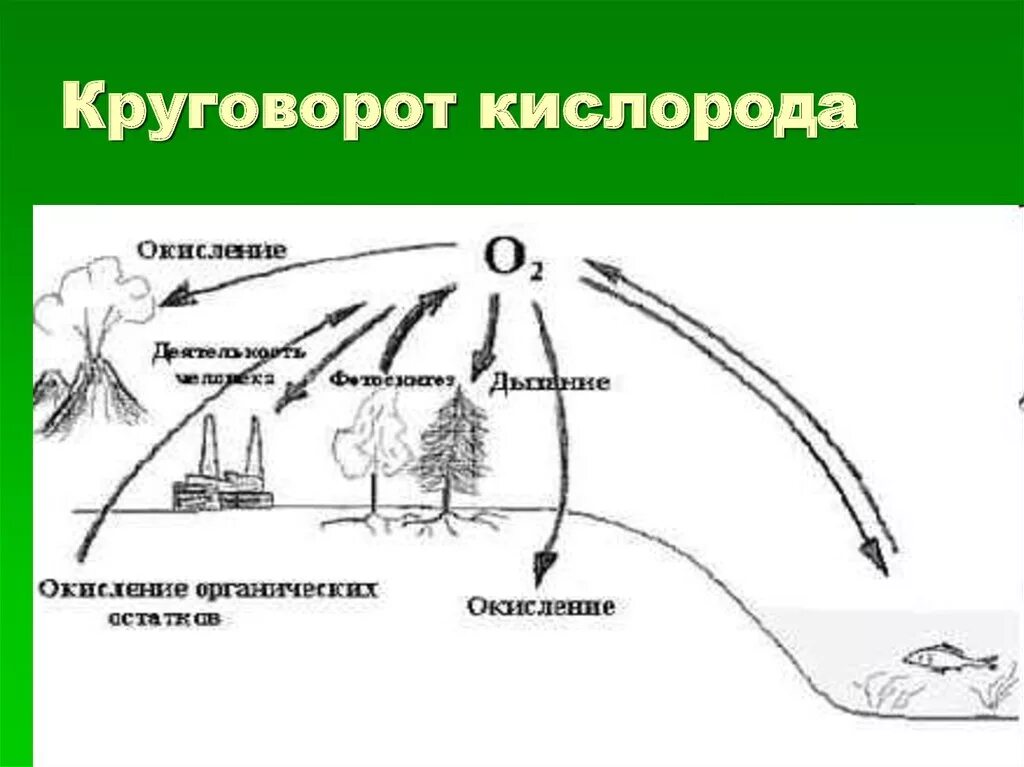 Круговорот кислорода процессы. Круговорот кислорода (по е. а. Криксунову и др., 1995). Круговорот кислорода в природе схема. Таблица круговорот кислорода в природе. Биогеохимический круговорот кислорода.