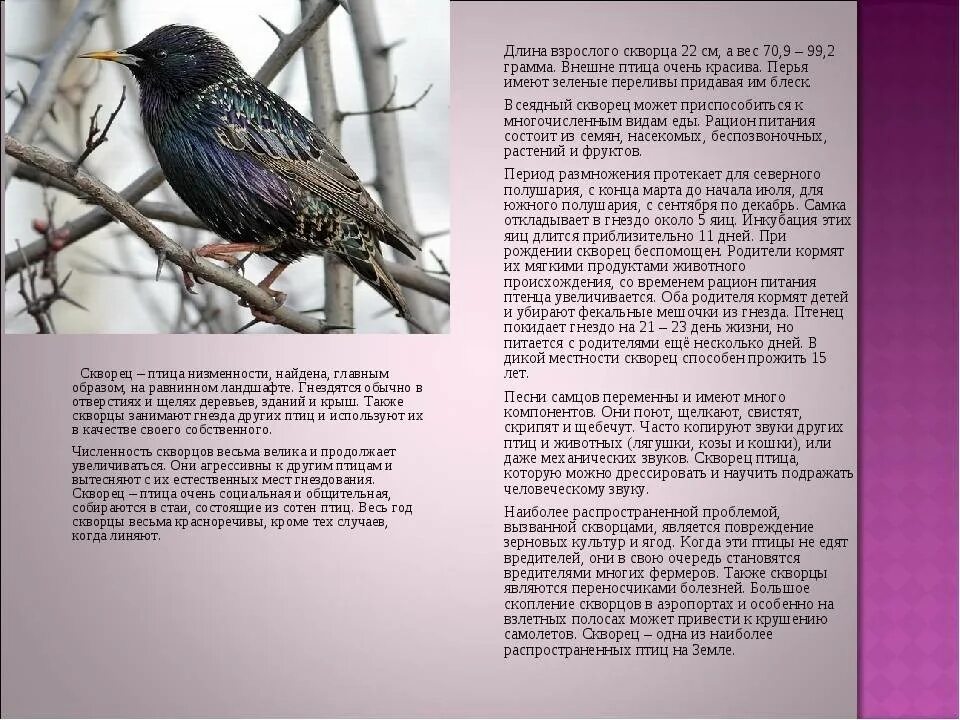 Продолжить рассказ скворцы. Книга зеленые страницы перелетные птицы. Продолжить рассказ скворцы. Рассказ скворцы куприн. Иллюстрация к рассказу куприна скворцы.