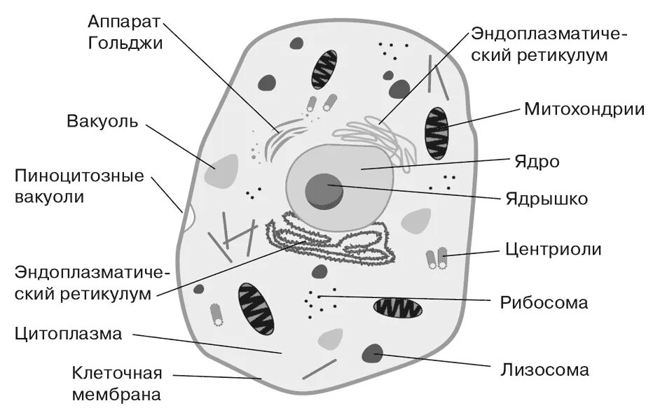 Легкий основные части. Схема строения животной клетки. Строение животной клетки рисунок. Строение клетки эукариот основные части клетки. Строение клетки эукариот схема.