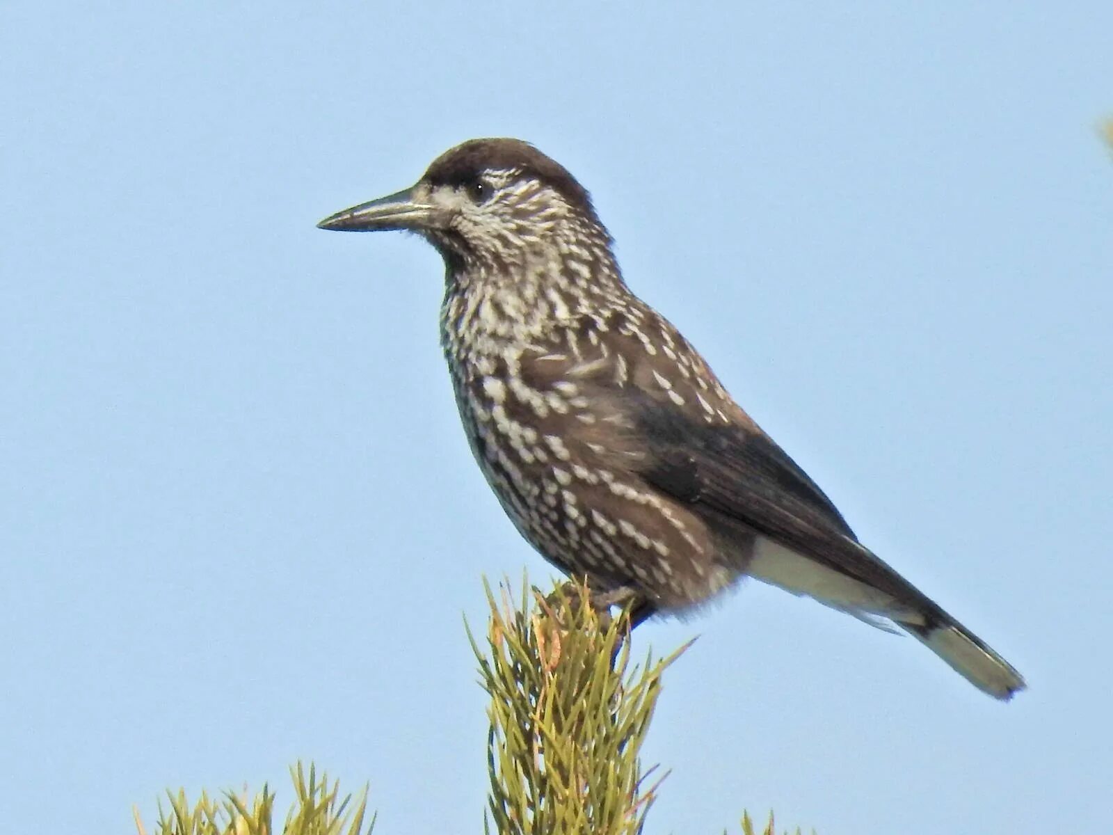Сибирская кедровка. Птичка кедровка. кедровка сибирская. кедровка в сибири. кедровка ямальская.