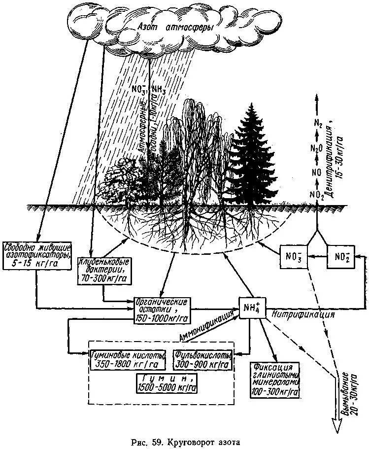 Какие организмы способны усваивать азот из атмосферы. Связывание азота в доступные для растений формы осуществляют. Круговорот веществ. Круговорот азота в природе рисунок. Биосфера рисунок.