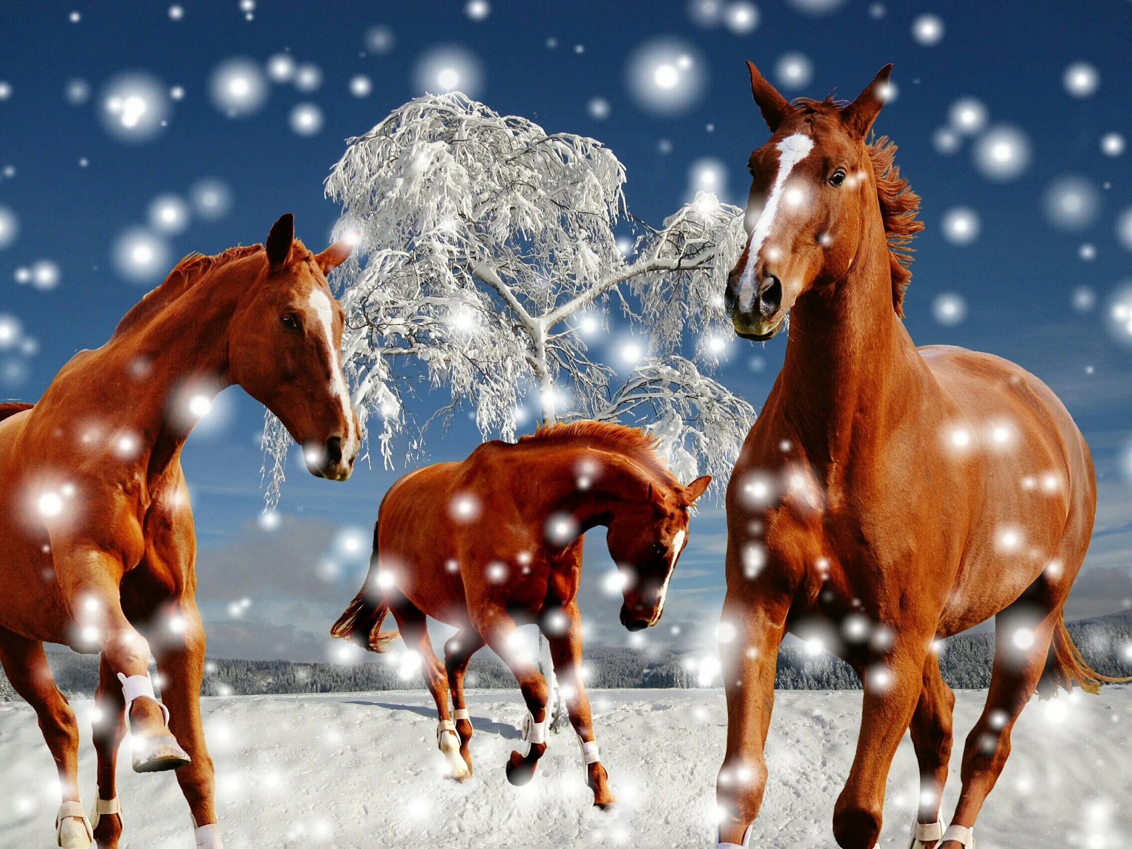 Год лошадь видео. Новогодняя лошадь. Лошади зимой. Новогодние лошадки. Лошадь новый год.