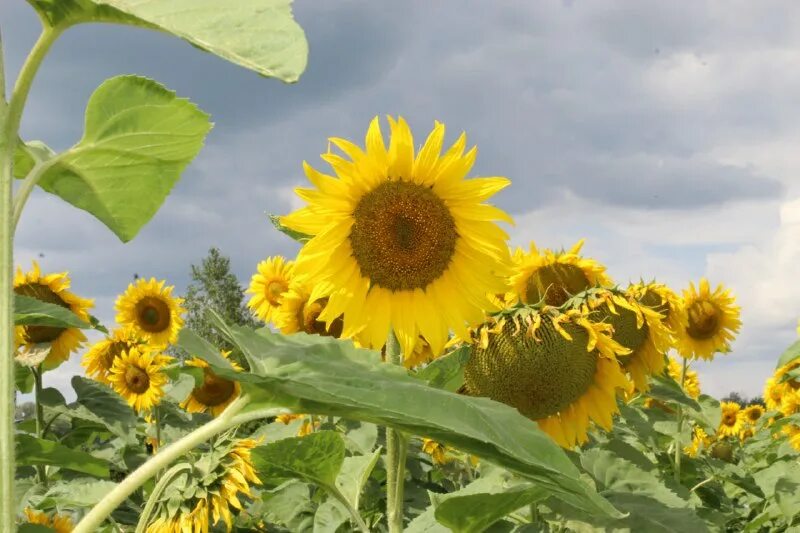 Подсолнух 2023. Подсолнуховое поле юрьевка. Подсолнух цветок. Подсолнечник сорта лемон квин семена. Sonnenblumen.