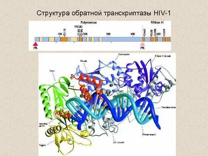 Транскриптаза