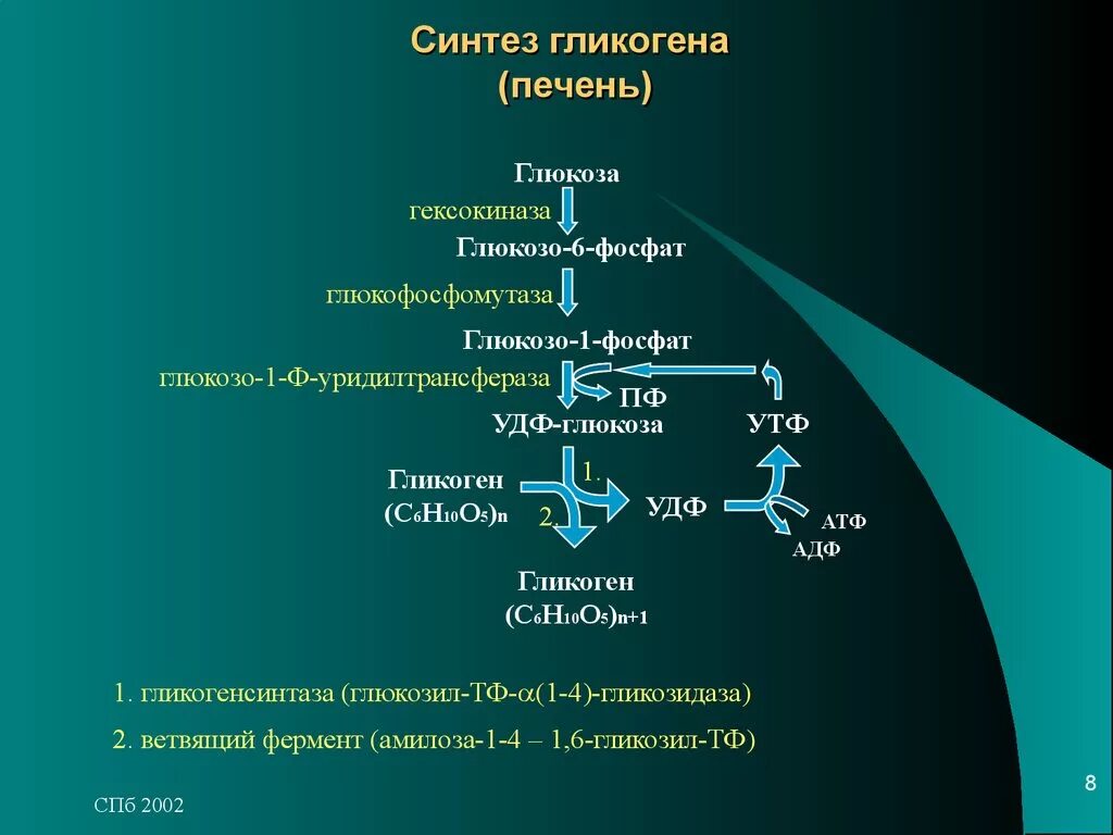 Обмен гликогена в печени. Процесс гликогеногенеза. Синтез гликогена (гликогеногенез).. Биосинтез и распад гликогена в печени. Синтез и распад гликогена биохимия.