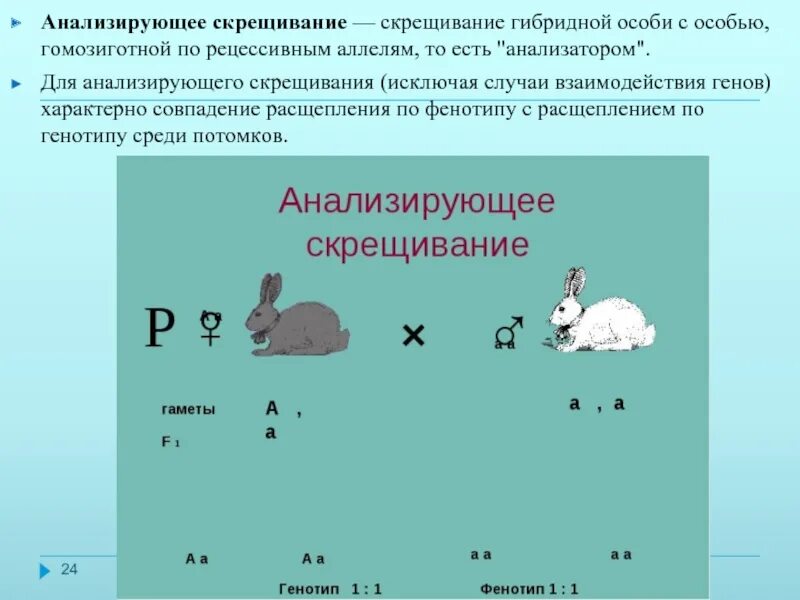 Анализирующее скрещивание. НАЛИЗИРУЮЩЕЕ скрещивани. Анализирующее скрещивание это скрещивание. Скрещивание гибридной особи с особью гомозиготной.