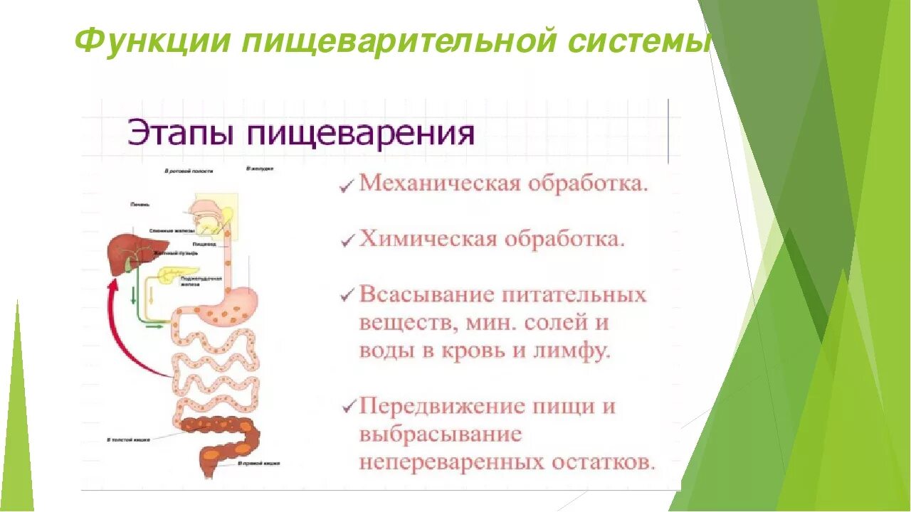 Описание процессов пищеварения. Схема процесса пищеварения. Этапы пищеварения схема. Пищеварительная система этапы пищеварения. Функции пищеварительной системы в организме.