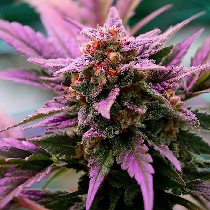 Где и какой сорт. Где и какой сорт. Где и какой сорт. Репа турнепс брюква. Канабис сорт амнезия.